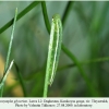 coenonympha glycerion daghestan larva2